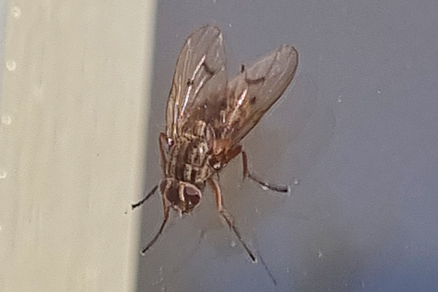 Phaonia tuguriorum